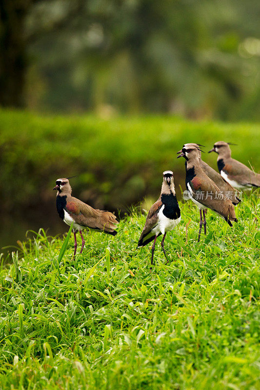 一群南田凫鸟(Vanellus chilensis)在一个郁郁葱葱的绿色田野，哥斯达黎加